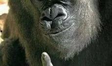 知情人爆料猩猩视频,猩猩世界里的惊人一幕